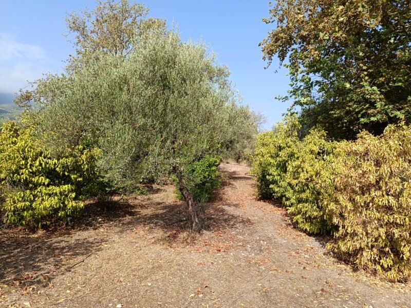Αγροτεμάχιο