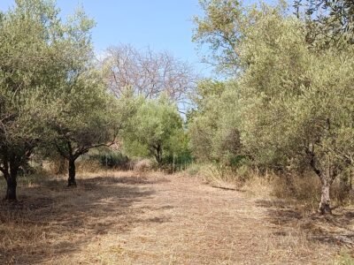 Αγροτεμάχιο